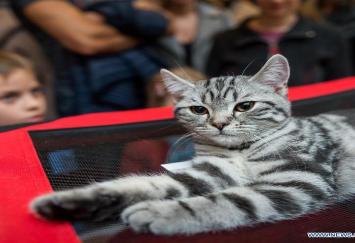 Festival Kucing Lucu di Lithuania